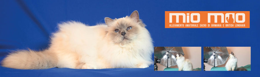 Allevamento Gatto Sacro di Birmania Veneto