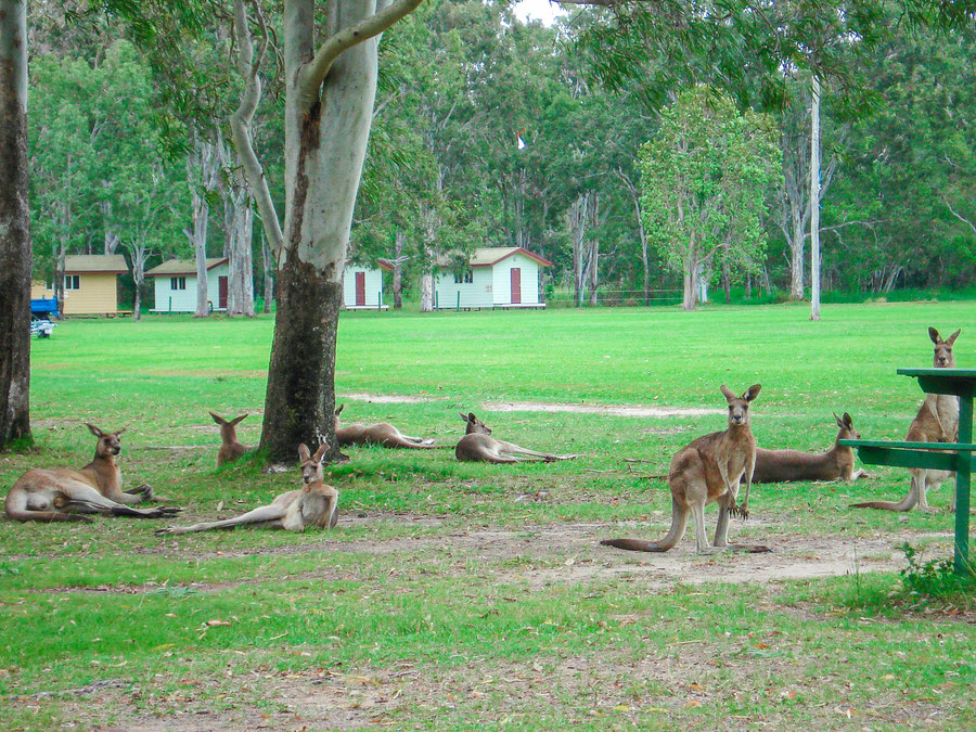 Kangaroo Island, Australien, Reiseblog