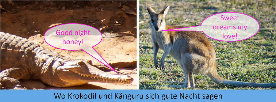 Reisebericht Australien Intro, Krokdil, Känguru