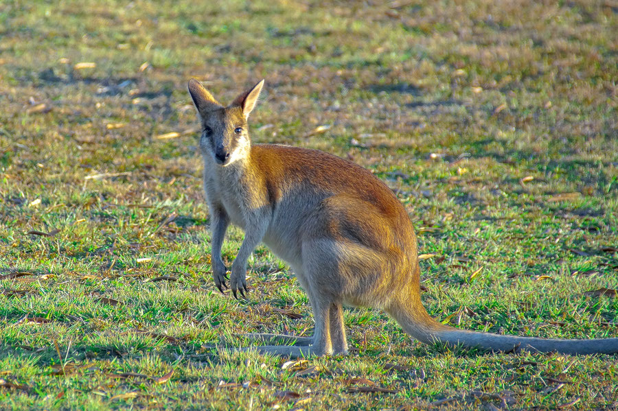 känguru-australien-reiseblog