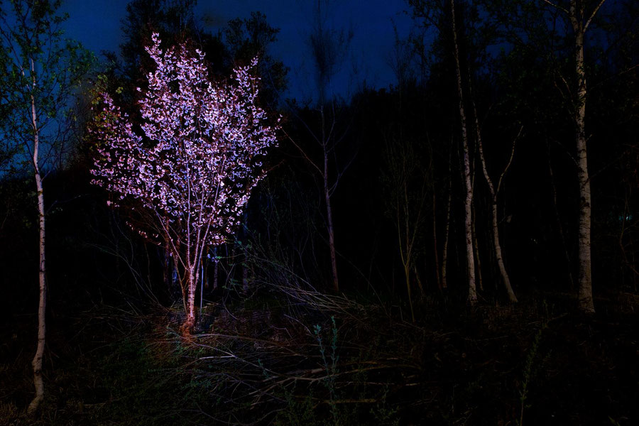 夜桜