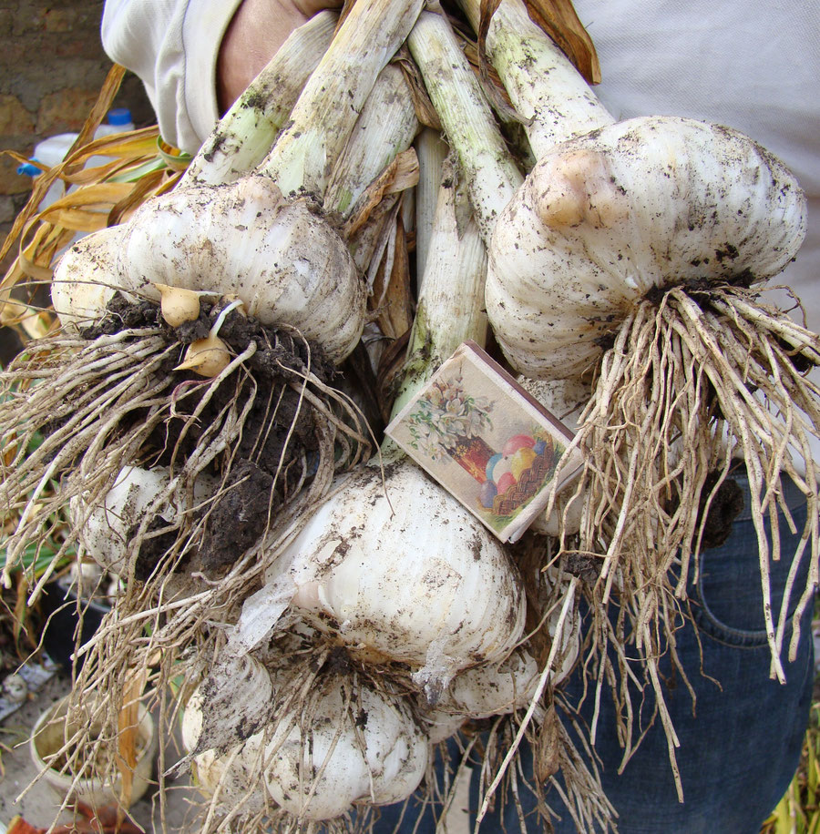  Рокамболь .Слоновий чеснок - Allium Ampeloprasum - египетский лук, испанский чеснок , лук-чеснок