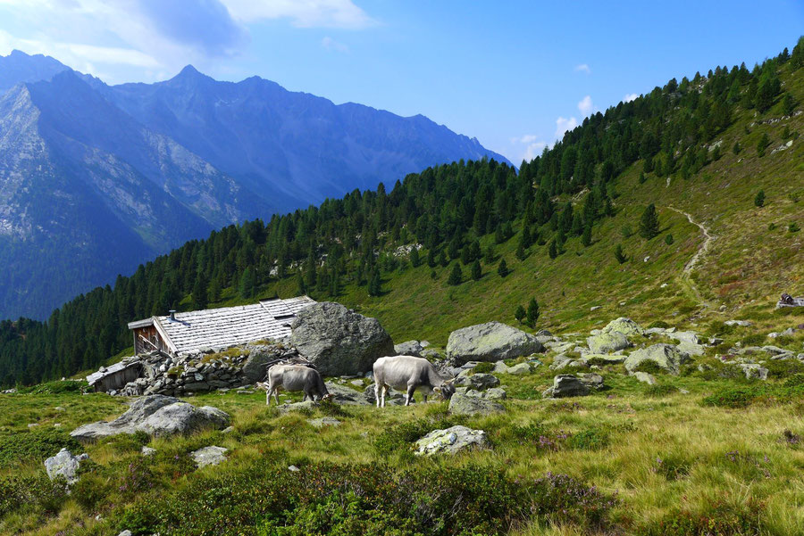 Vegetationsweg - Mayrhofer Alm - Wanderung, Rein in Taufers, Ahornach, Südtirol