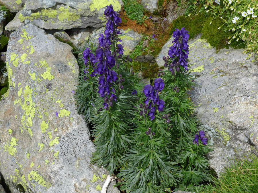 Petzeck Normalweg - Blauer Eisenhut - Bergtour, Wangenitzseehütte, Schobergruppe