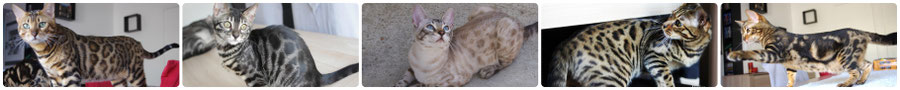 Sweet Land Bengal - Elevage familial de chats Bengal