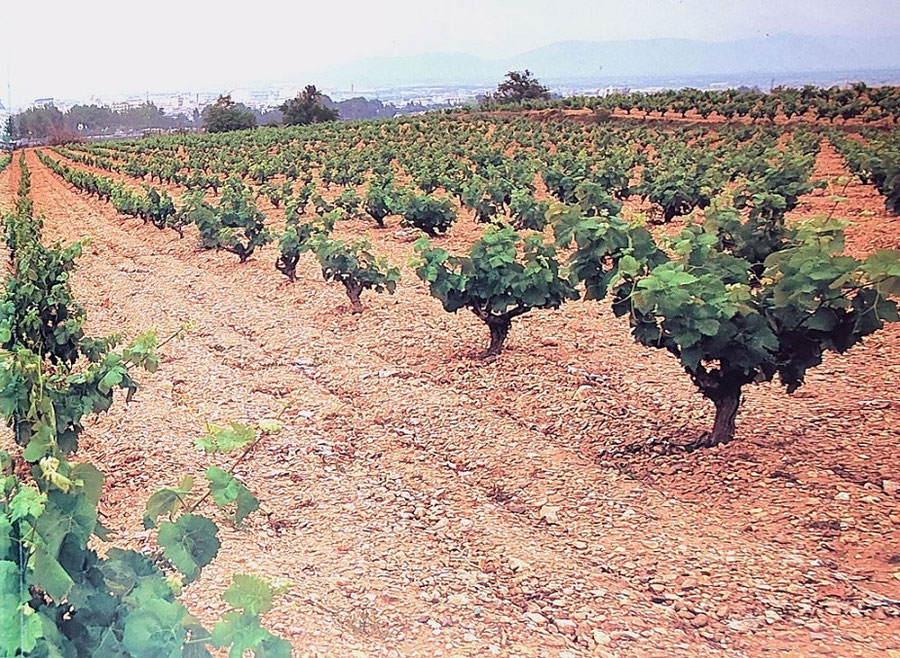 Cuando visité Castellón por primera vez me vi rodeado de huertos, viñedos, almendros y gente de la zona muy simpática y agradable. Es perfecto para los amantes de las escapadas culturales...
