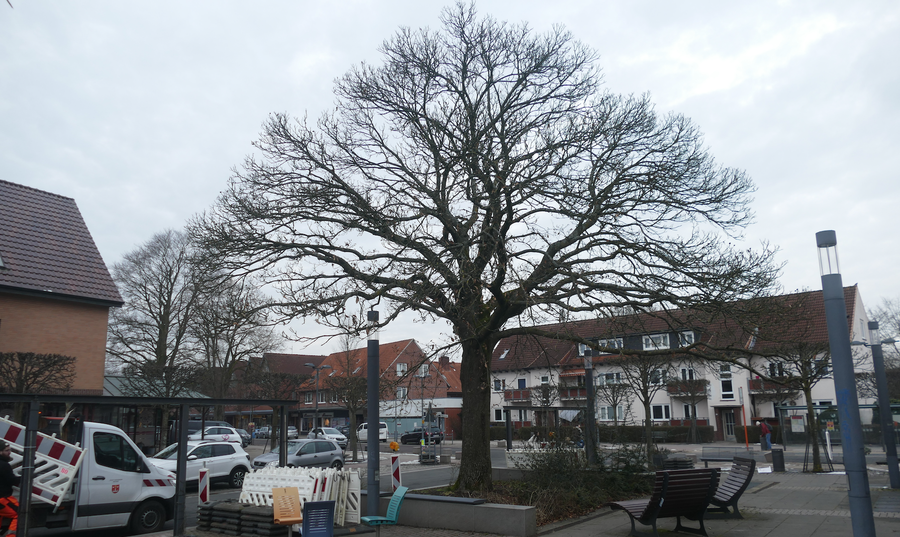 Ab Montag Geschichte: Dann wird die Esskastanie auf dem Dorotheenplatz gefällt, am Denstag dieser Woche erfolgte bereits die Einrüstung