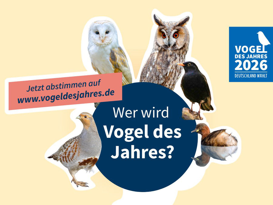Key Visual für Stunde der Gartenvögel 2024