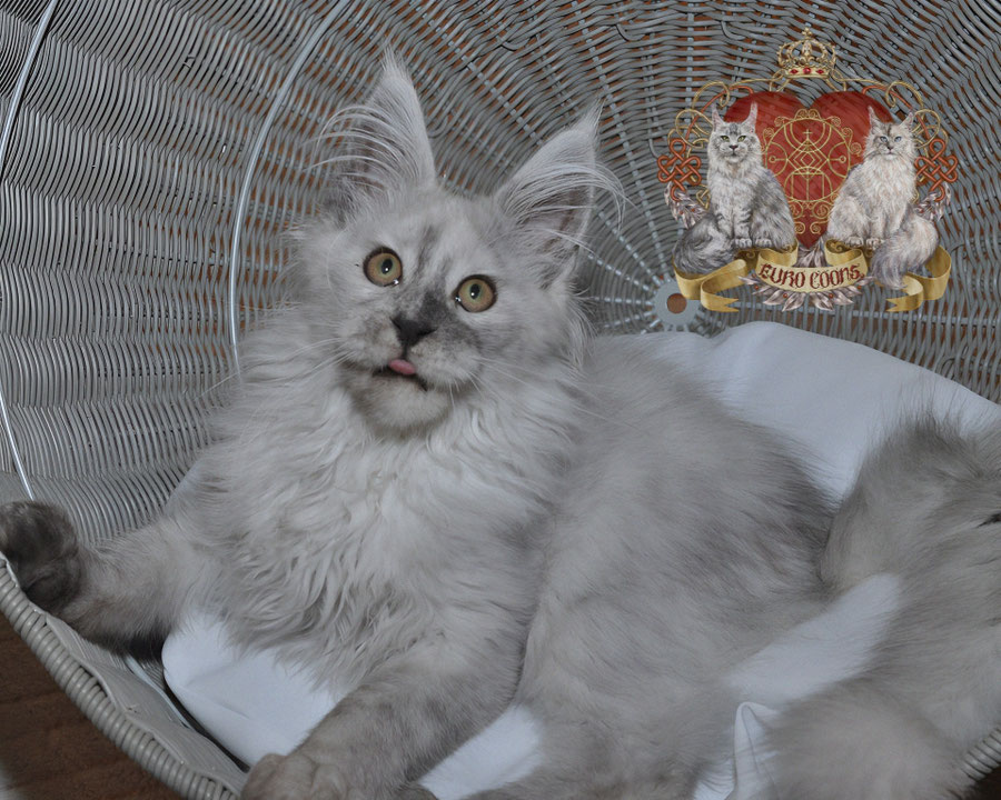 maine coon cats for sale - grey maine coon cat - european maine coon - black smoke maine coon 