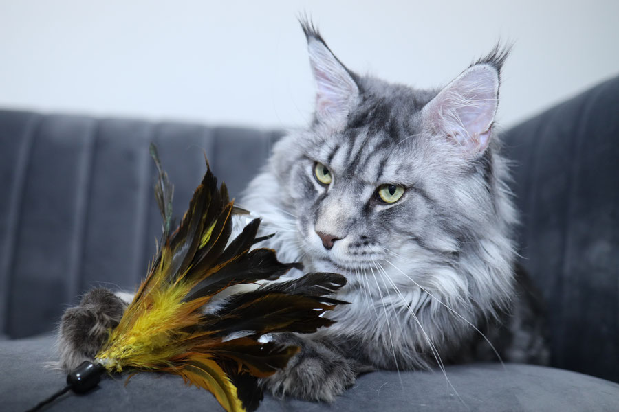 blue silver mackerel tabby maine coon cat