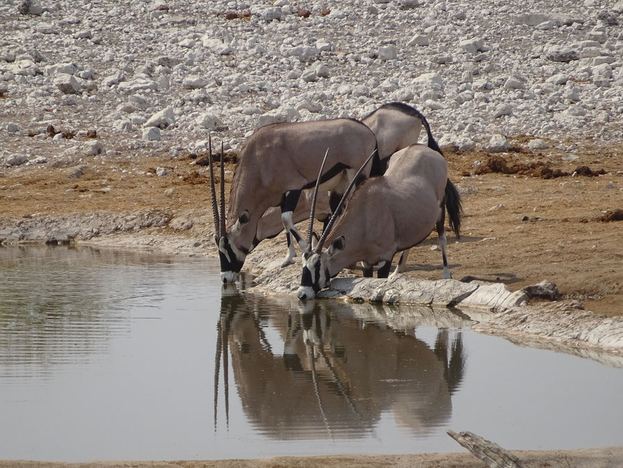 Oryx au trou d'Homob