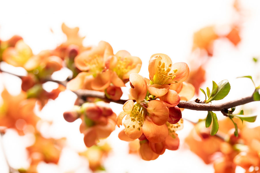 ©sibyllepietrek_zierquitte.chaenomeles