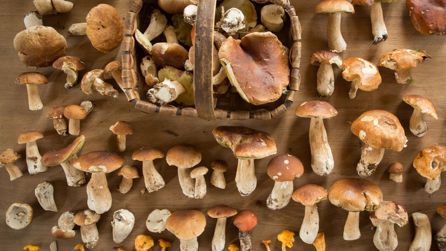 Herbstfrüchte Steinpilze und Butterpilze, Maronen