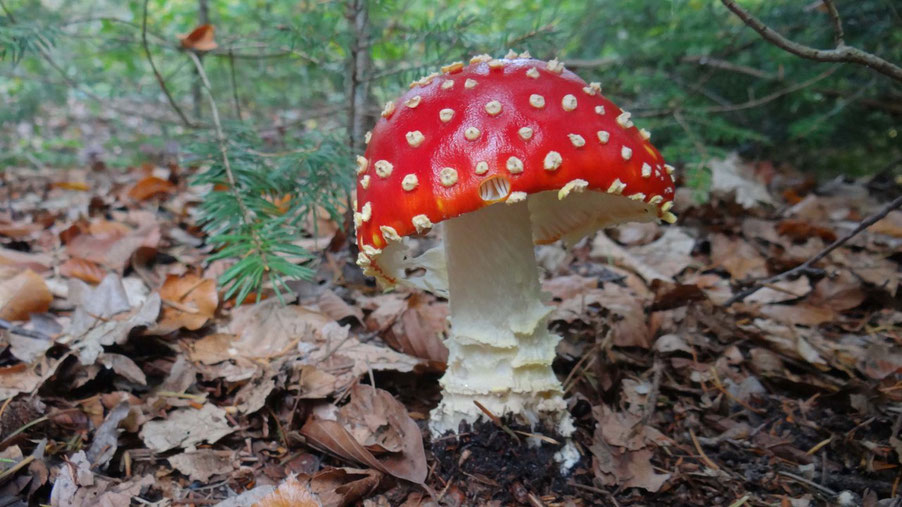 Paddestoel op canvas van www.canvastirol.nl