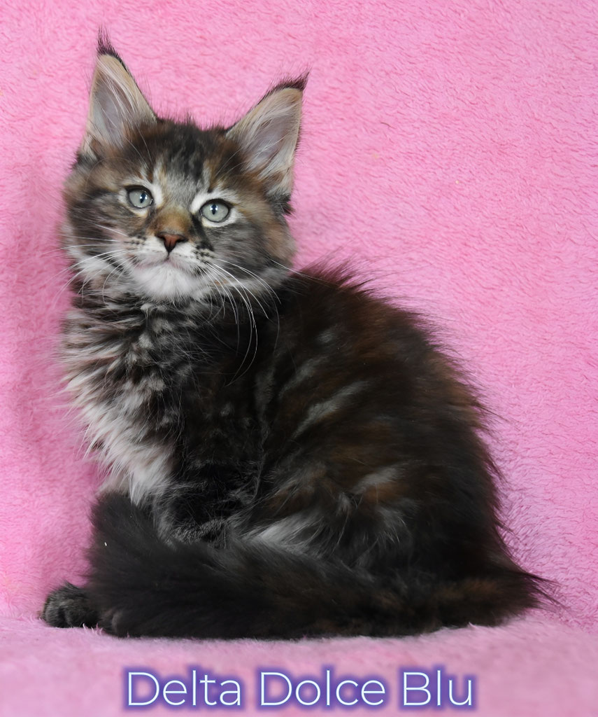 Cucciolo maine coon black tortie tabby 