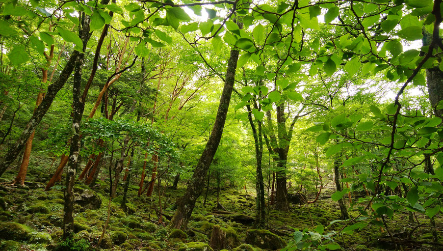 大峰,弥山,八経ヶ岳,オオヤマレンゲ,ヤマクラス