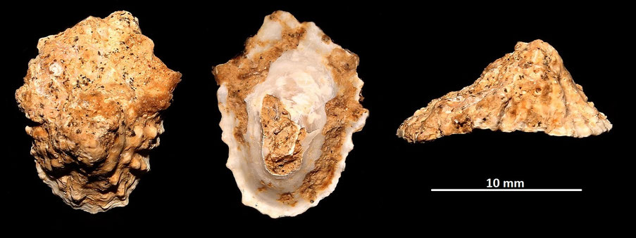 Patella ferruginea, Sant'Agostino (Civitavecchia, RM)