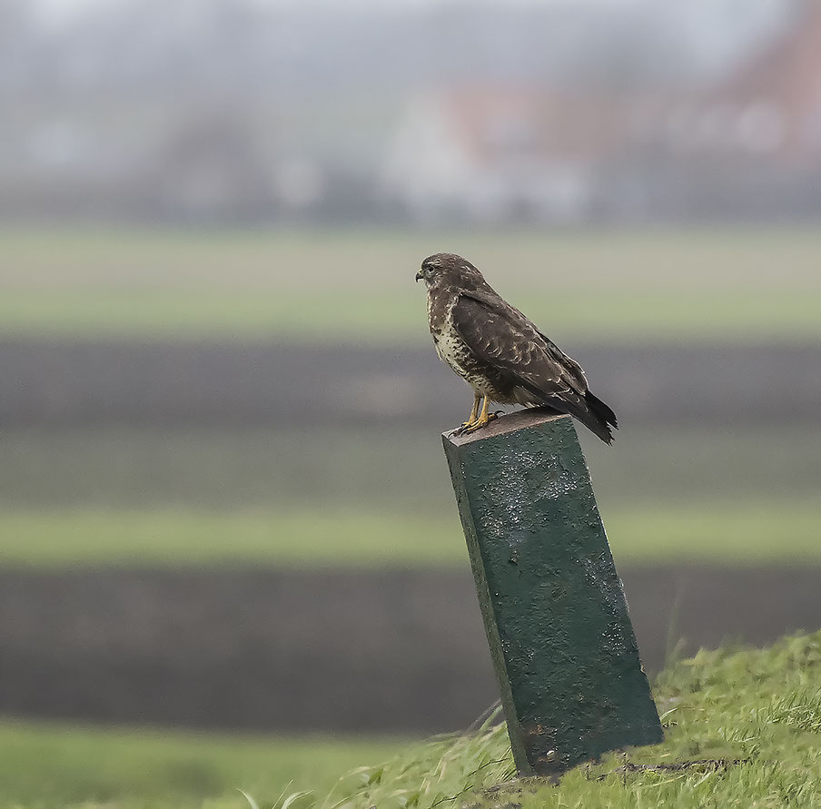 Buizerd Beverwijk.