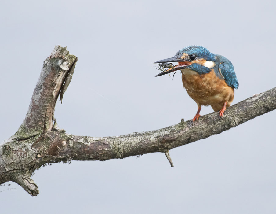 IJsvogel. Oostvaardersplassen.