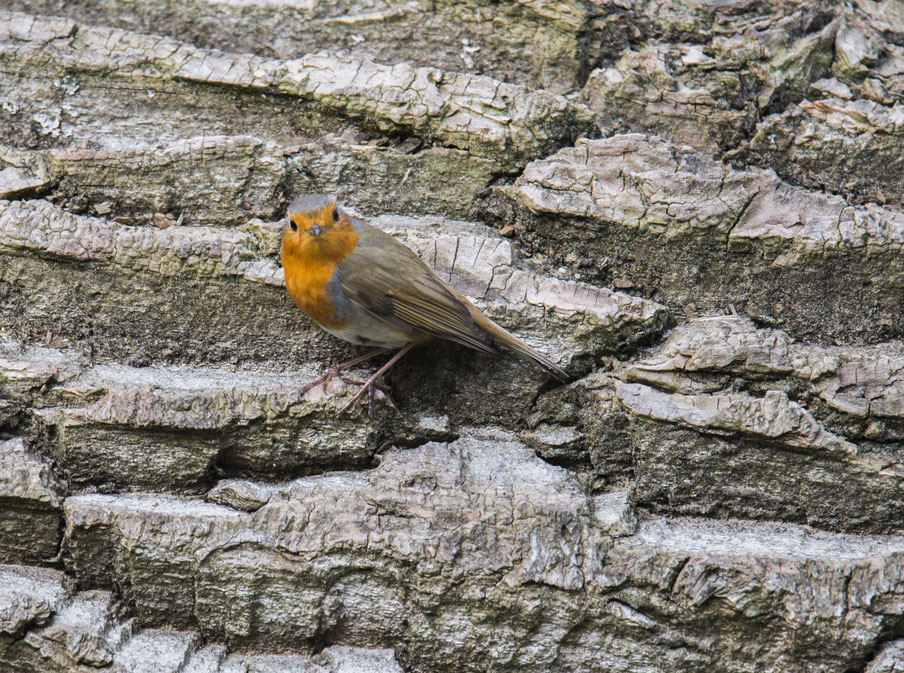 Roodborst Bakkum.