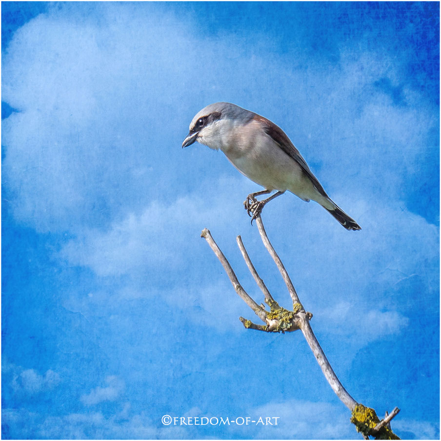 Der Neuntöter (Lanius collurio)