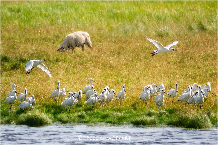 Löffler (Platalea leucorodia)