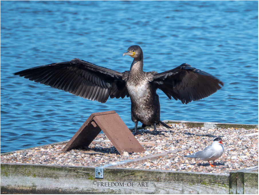Der Kormoran (Phalacrocoracidae) 