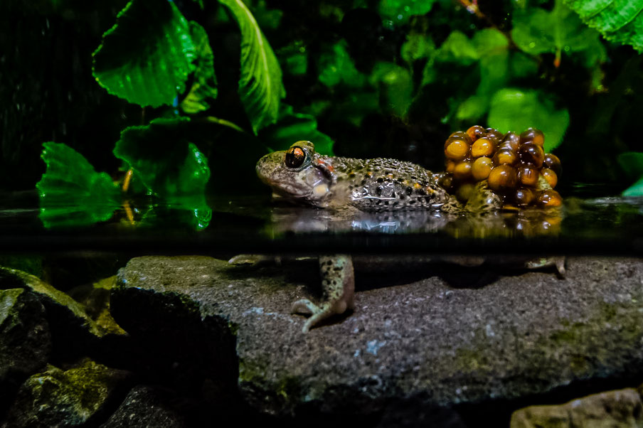 Amphibien, Kröten, Geburtshelferkröte, Brandenburg, Stadtnatur, 