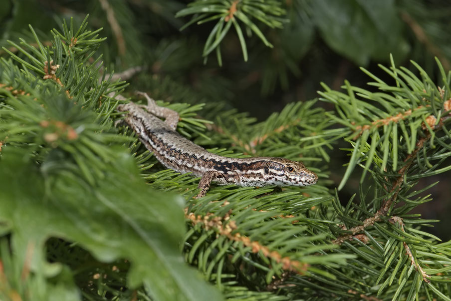 Mauereidechse (Podarcis m. brongniardii)