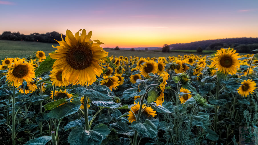 Sonnenblumen Feld 