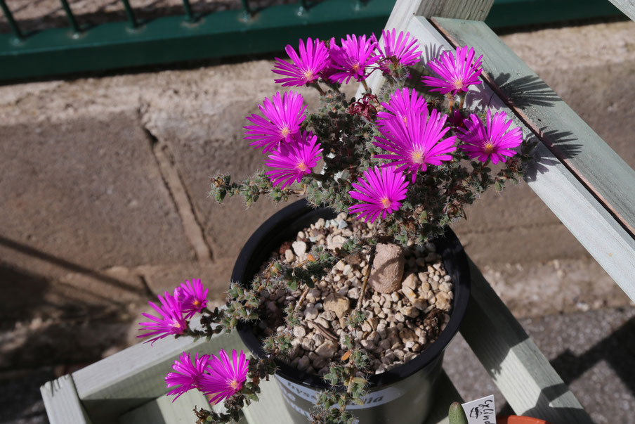 Trichodiadema intonsum