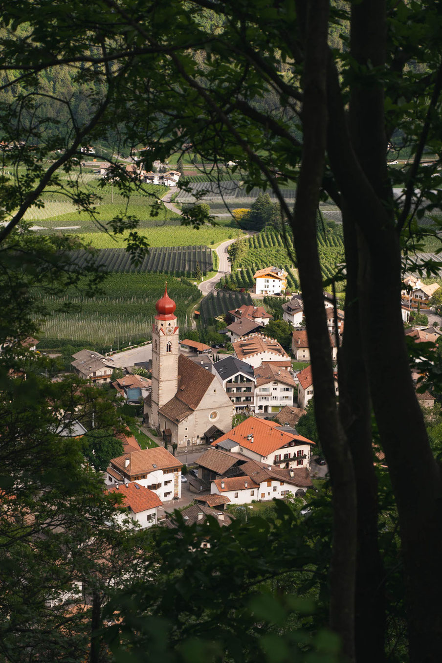 Blick über Partschins mit der markanten Pfarrkirche, Weinbergen und Obstgärten, eingerahmt von Bäumen am Waldrand. 