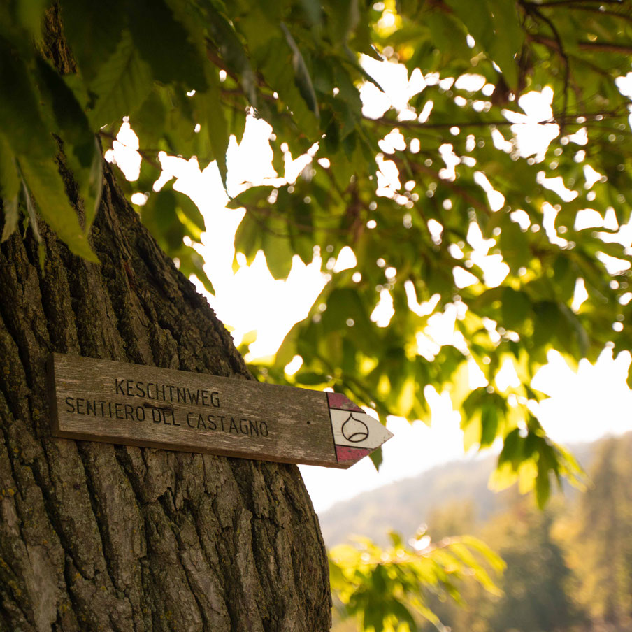 Wanderung am Keschtnweg, Eisacktaler Kastanienweg, Brixen - Südtirol  ©Lena Sulzenbacher