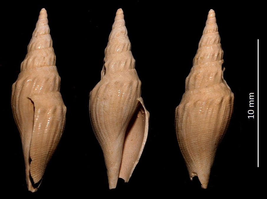Genotia ramosa var. evanescens, Miocene dell'Aquitania