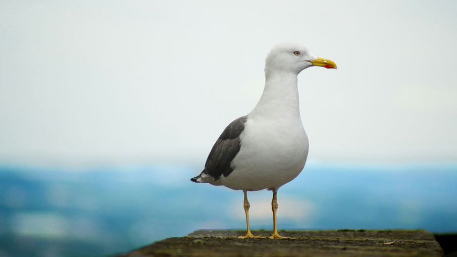 Möwe. Bild von Tarpit Grover auf Unsplash.