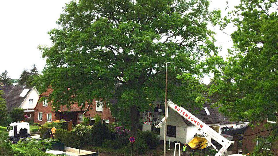 Der Baum ließ sich nicht retten (Fotos: Hans-Joachim Bull)