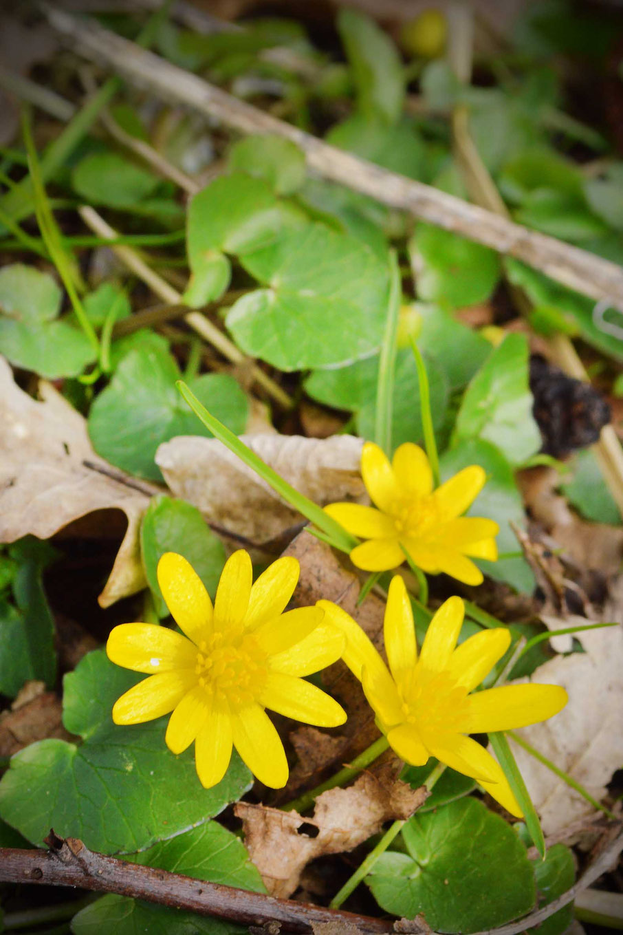 Frühling, Scharbockskraut, Ranunculus ficaria, Hahnenfußgewächs, Vitamin C, Skorbut, Wildpflanzen, Heilpflanzen, Kräuterzeit, giftig bei Blüte