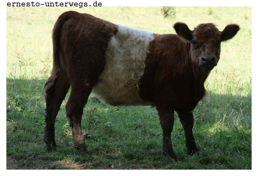 Teutoburger Wald, Reiserabe, unterwegs, Reise, Kalb, Rind, Kuh, Schweiz