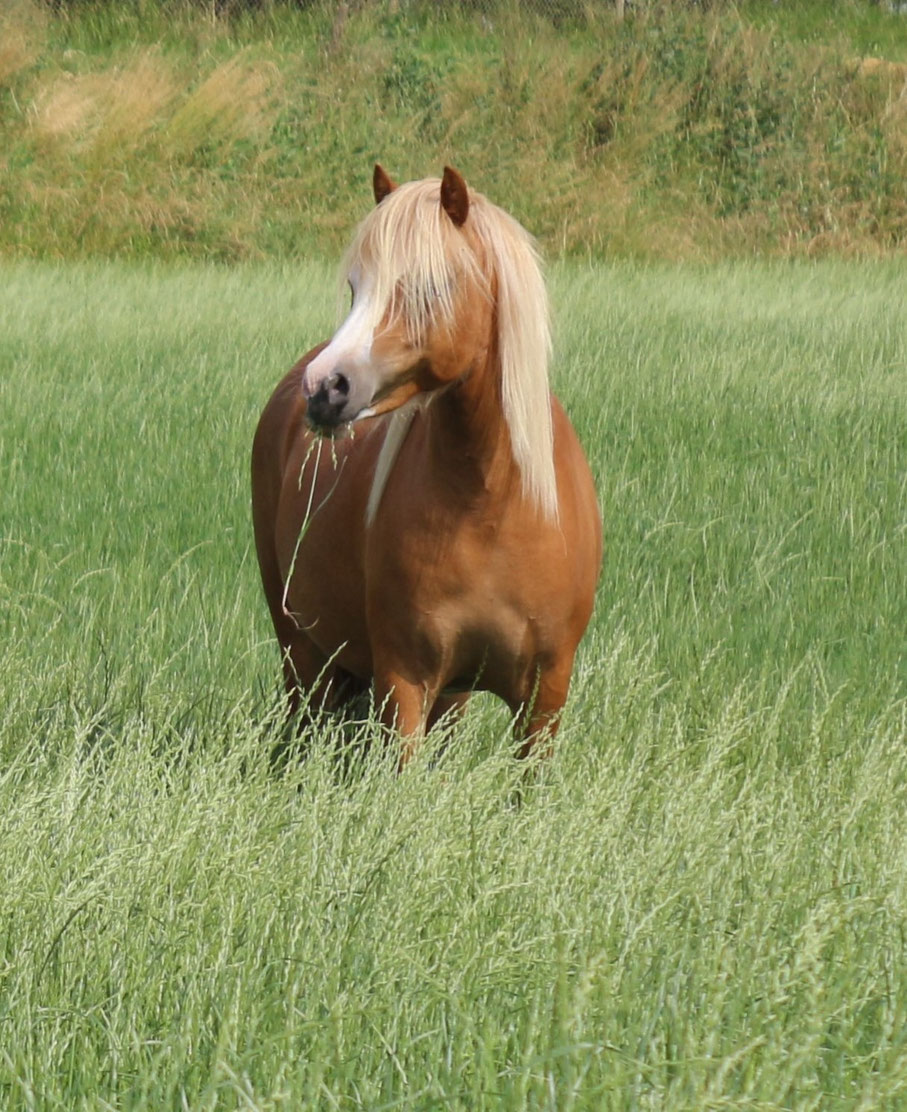 Oostdijk's Ceridwen Maëlynn, 2021 pictured during Summer 2023 - She is for sale to the right home!