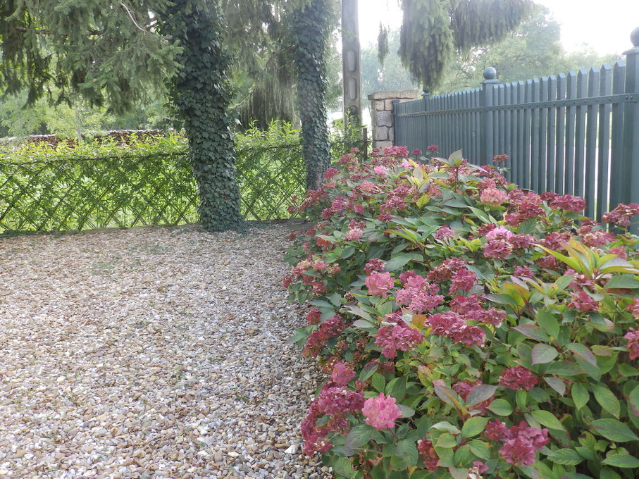 haie tressée appelée plessis et vue sur les hortensias