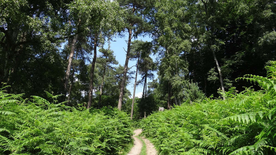 Hoge bomen van www.canvastirol.nl