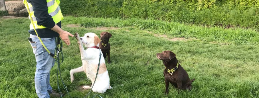 Unterricht mit Hundecoach Dr. Ralf Sammler