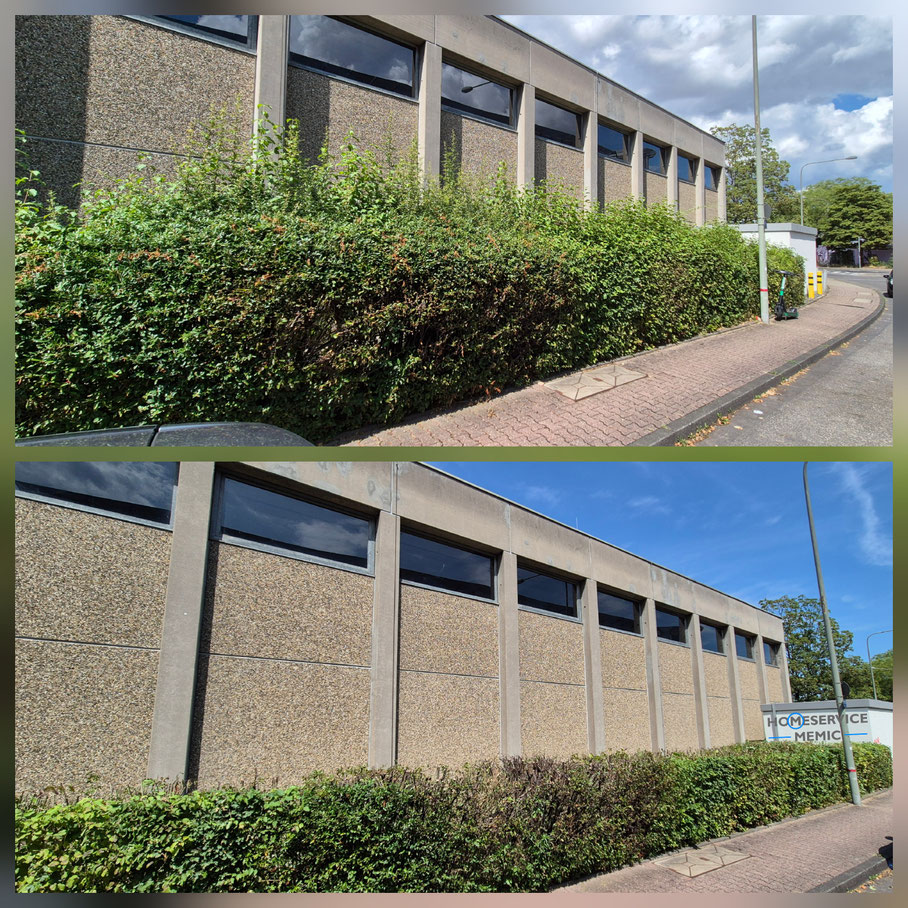 Heckenschnitt vor und nachher