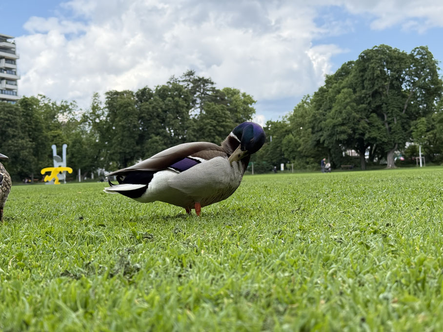Eine Ente im Gras, die mich mit Freude erfüllte