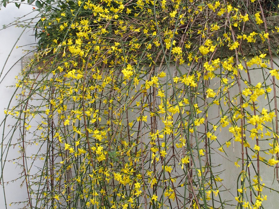Winterblüten ich bin im garten.de
