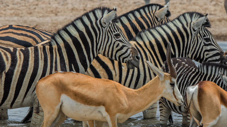 Zebras und Springböcke