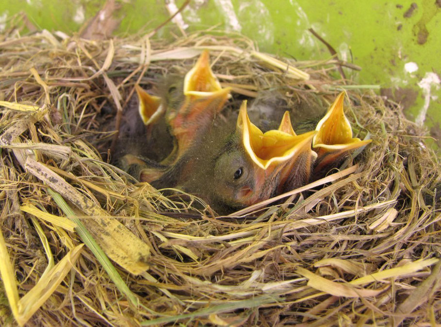 5 Hausrotschwänze in Nest Foto © Jenewein-Stille