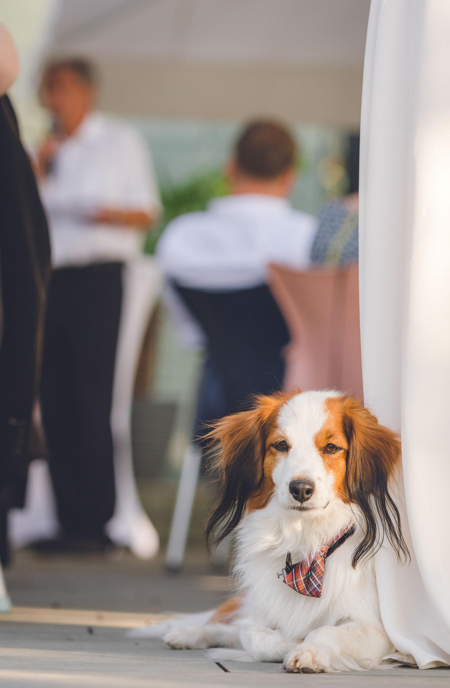 Hochzeit, der beste Fotograf, Russelsheim am Main, Nauheim, Bischofsheim, Bauschheim, Hessen, Fotografie, Reportage, Portrait, Hund, Tieren