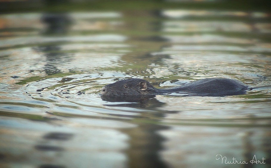 Nutria in der Abendsonne