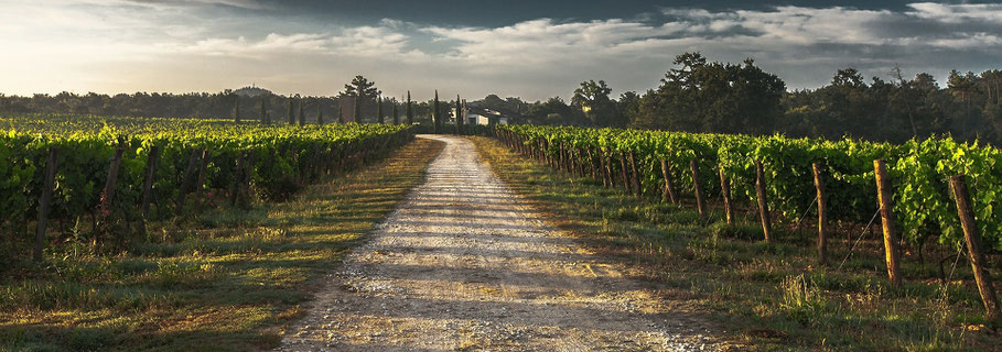 Vignes de merlot à Bordeaux